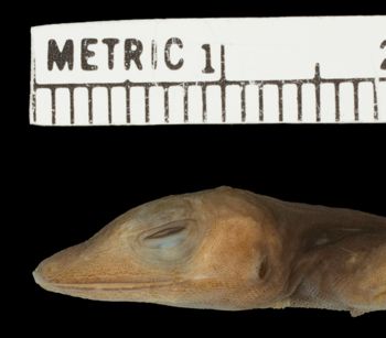Media type: image;   Herpetology R-38296 Aspect: head lateral